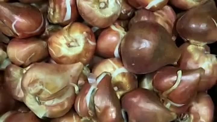 Луковица тюльпана в свободной продаже 