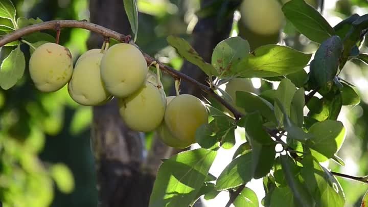 Почему оливки зелёные, а маслины чёрные?