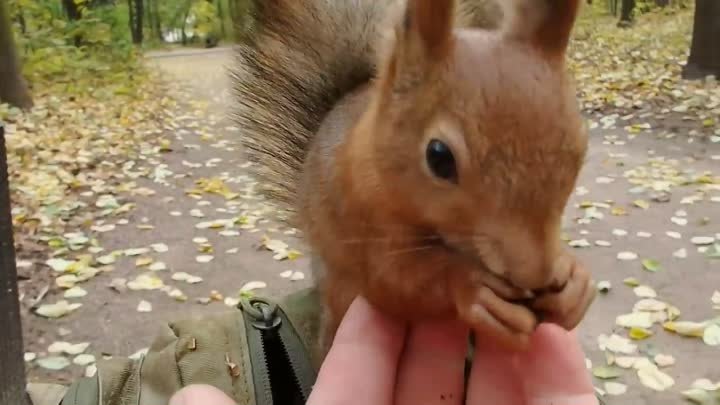 Кормил бельчонка, но тут прибежал Ушастик _I was feeding a squirrel, ...