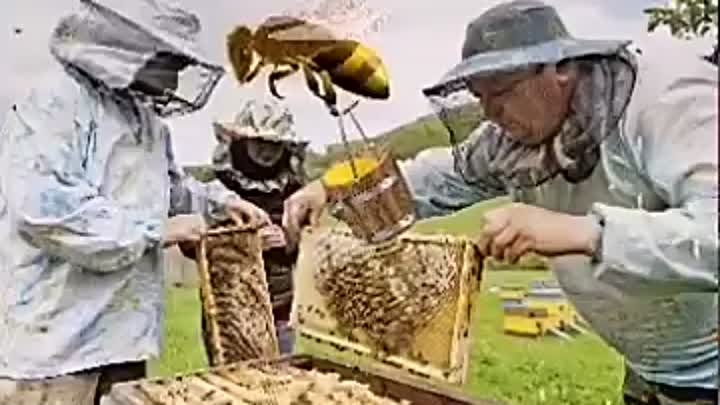Всё о мёде