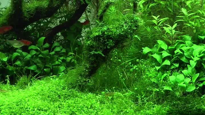 [ADA view 384] Follow-up video of NA Gallery aquariums