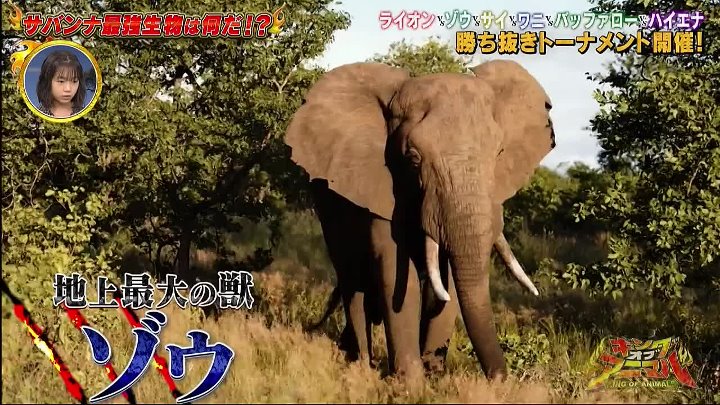 キングオブアニマル 動画 弱肉強食…サバンナ最強トーナメント！ライオン超え最強は | 2022年12月23日