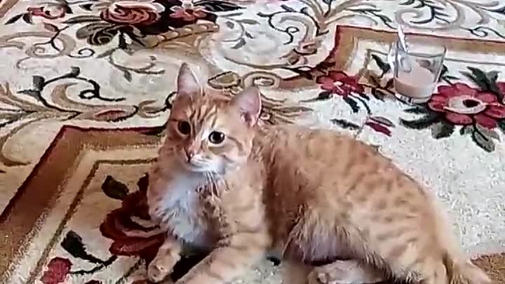 клиент прислал довольный кот на ковре