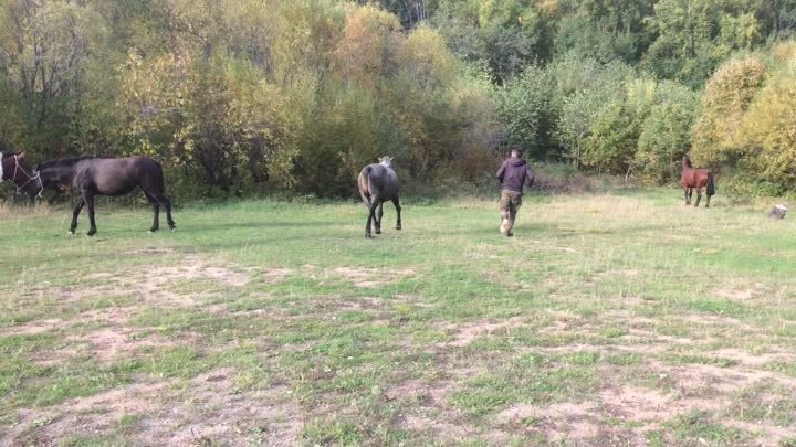 Забайкальские кучерявые кони у казаков на Амуре