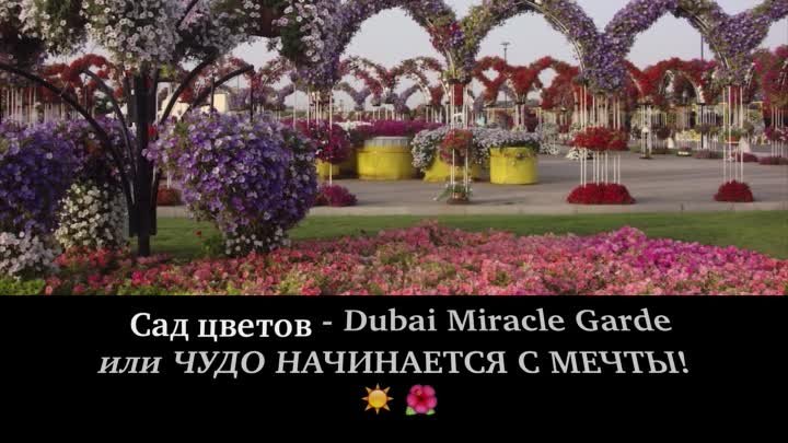 Сад цветов - Dubai Miracle Garden
