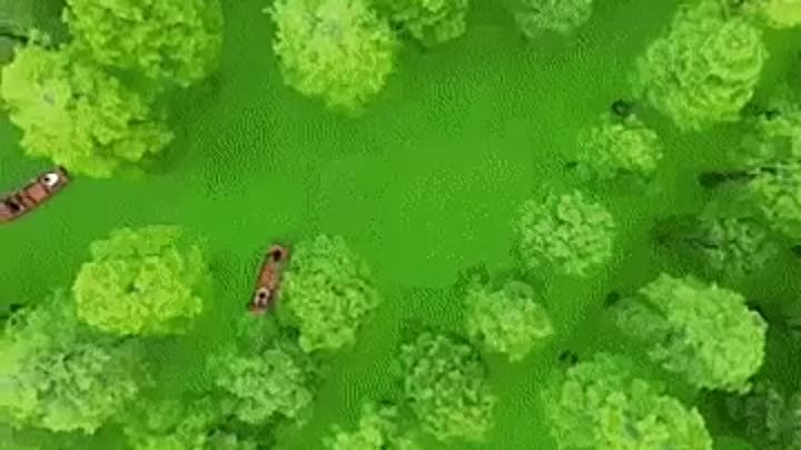 Необыкновенный лес на воде