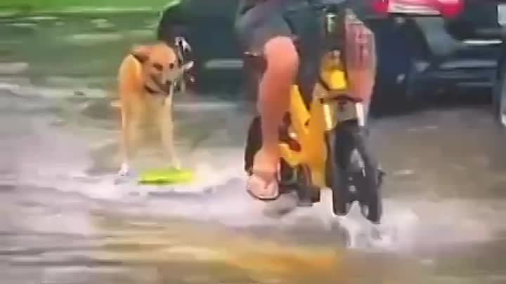 Как перебраться с собакой через воду