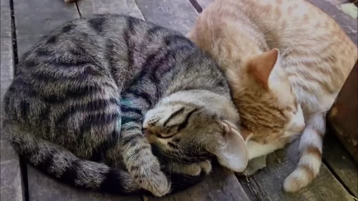 11 причин, почему кошки спят на человеке. Любимые места кошки. Народ ...