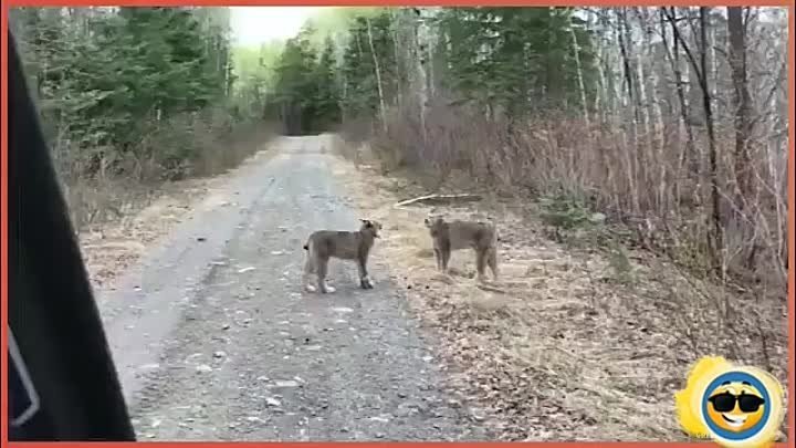 Разборки на повышенных тонах! Это, пожалуй, пострашнее медведя!