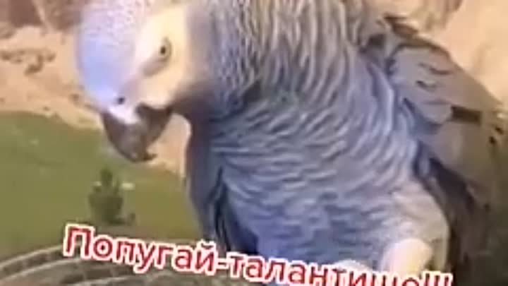 ✨✨Талантище✨✨✨✨