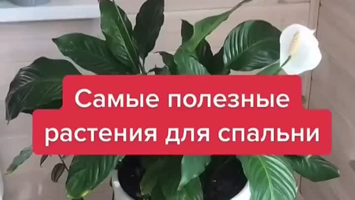 Выбираем растение для спальни