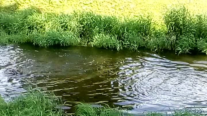 VID_20170819_125935.mp4