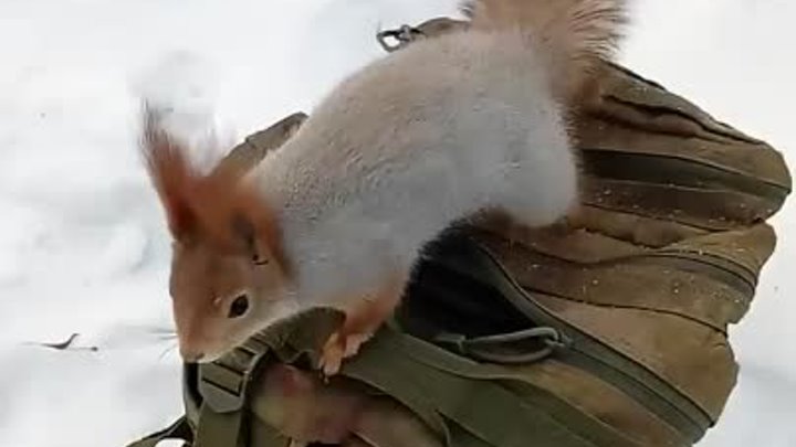 Немного_пожмякал_Толстую___Tolstaya_squirrel_(1)