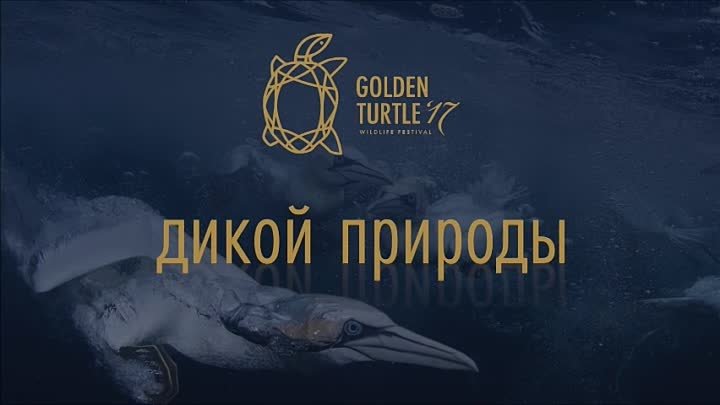 Фестиваль «Золотая Черепаха»: 14 октября — 19 ноября | Москва, Санкт ...