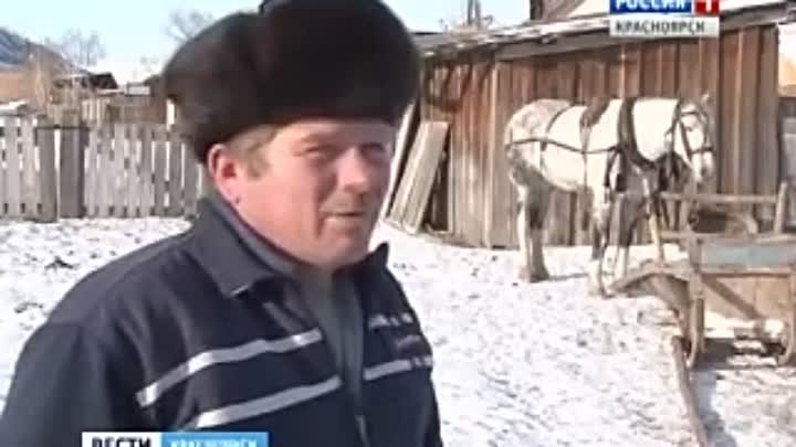 Минусинский мастер одевает лошадей 'с иголочки'