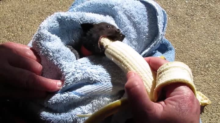 Сбитая автомобилем Фруктовая летучая мышь кушает банан