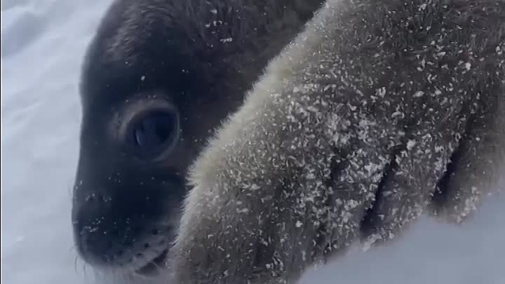 Говорящий тюлень💙🧊