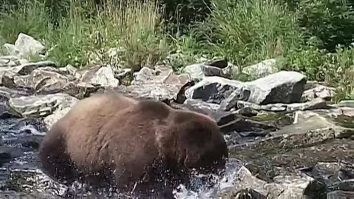 Diary of the Grizzly Man S01E03 ~ The Fall (2022)