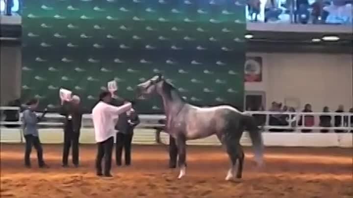 Лошади терской породы