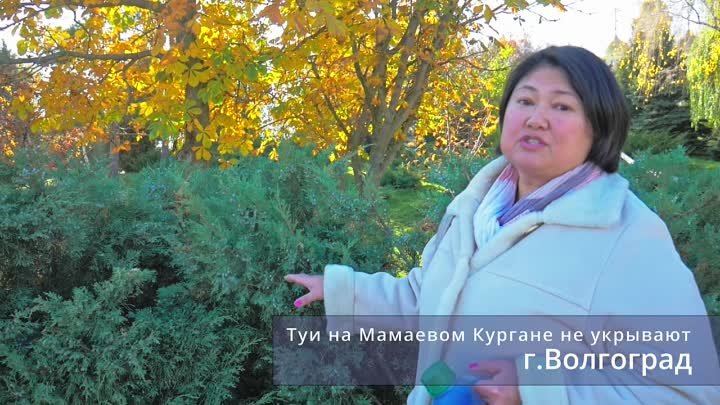 Укрывать или не укрывать туи 720