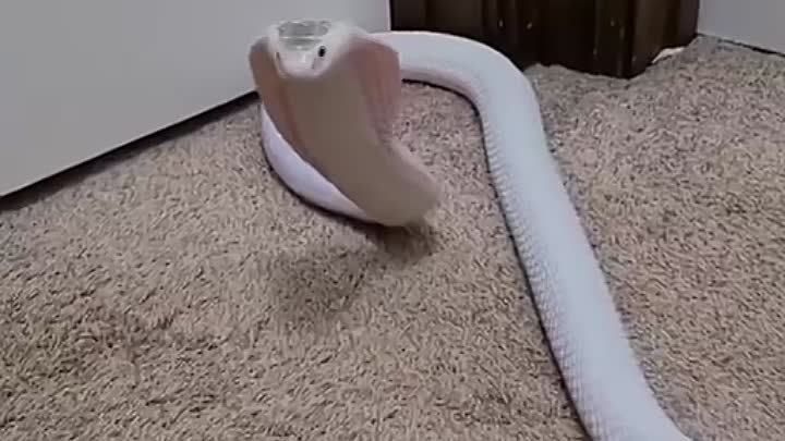 Кобра 🐍