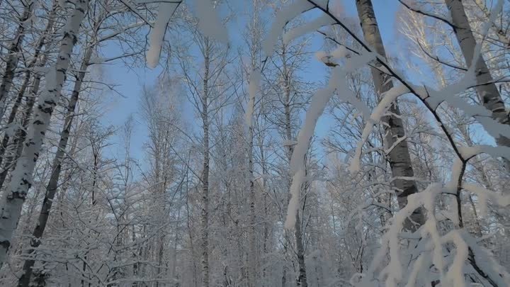 В лесу, После снегопада.