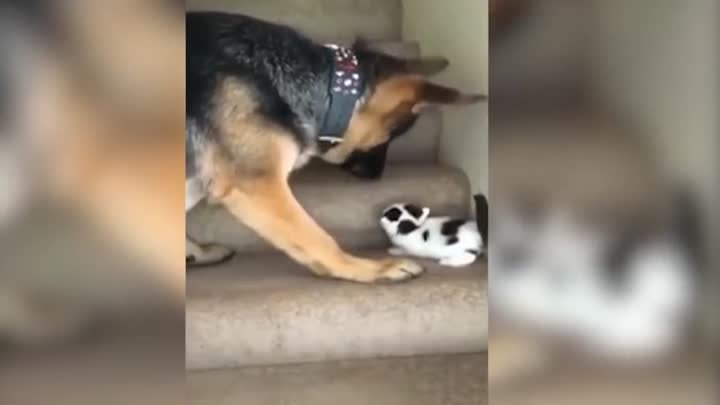 Собака помогает котенку забраться по лестнице