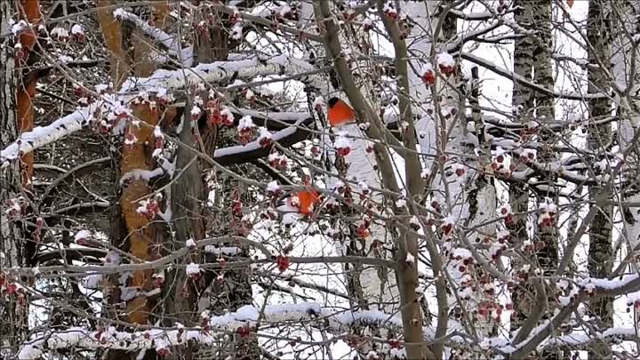 КРАСУНЯ. (казка)                Читає автор Діна  Бондар.