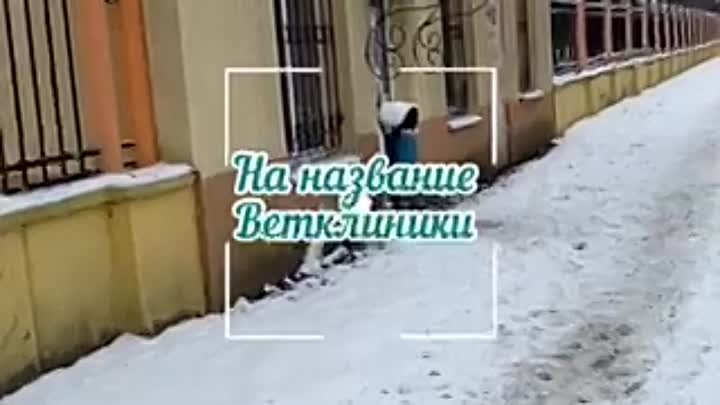 Ветклиника