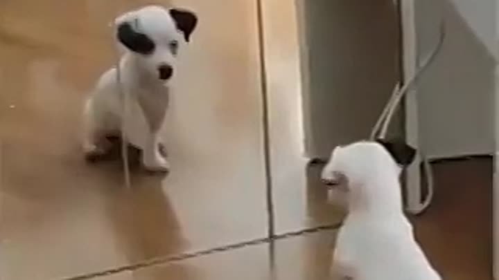 Puppy seeing himself in the mirror for the first time.. 