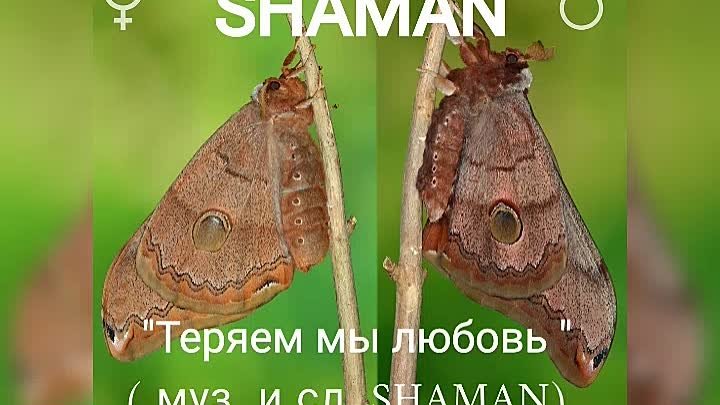 SHAMAN - "Теряем мы любовь"