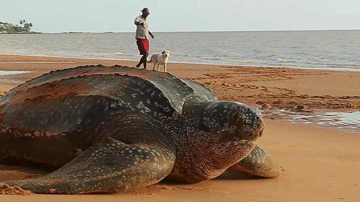 Видео самой большой. Кожистая черепаха 916 кг. Самая большая черепаха в мире вес. Гигантская морская черепаха размер. Черепаха большие самый большой в мире.