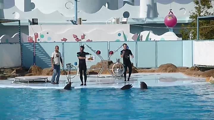Хурада. Dolphin World. Шоу дельфинов. Часть 2