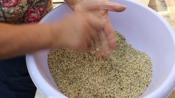 Подготовка семян сладкого лука
