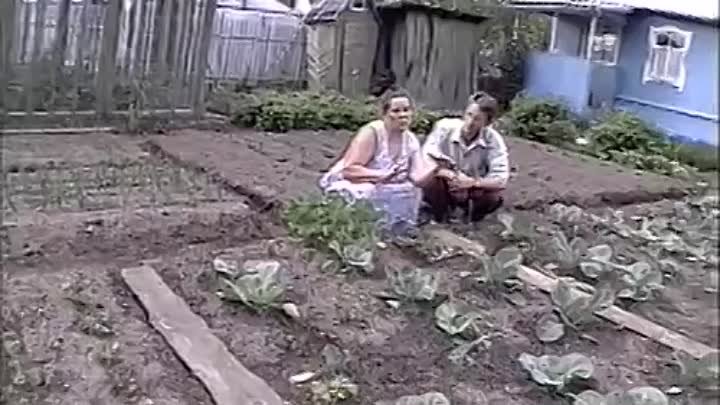 Как поливать капусту Огород без хлопот