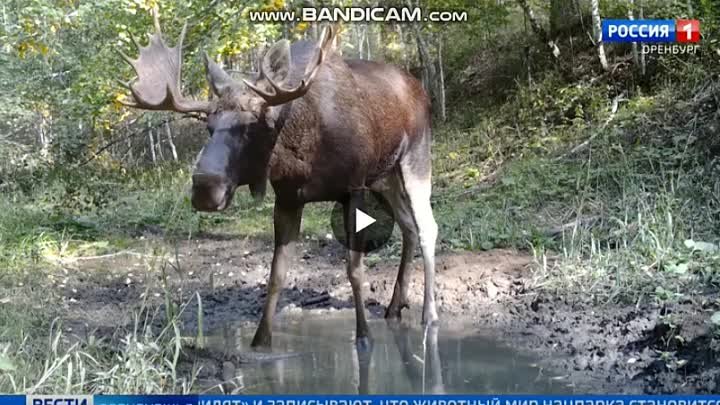 ВИДЕОЗАРИСОВКИ БУЗУЛУКСКОГО ЗАПОВЕДНИКА