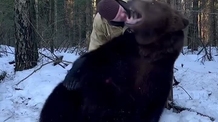 Как улыбается медведь