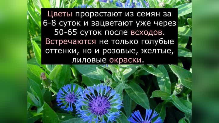 7 цветов, которые всходят быстро и зацветают