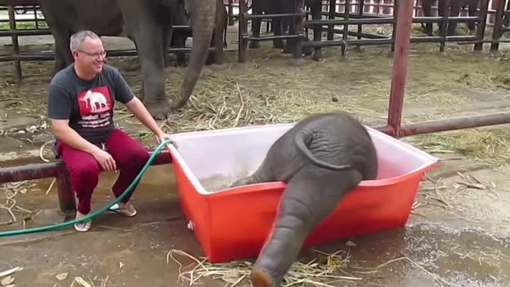 Смешной слоненок во время купания! Умора просто!