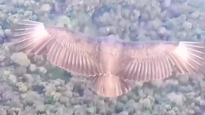 Oh hello there! 🦅 this is unreal!