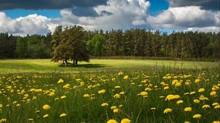 Детская песня _Одуванчик_