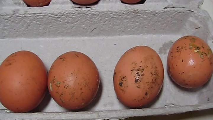 Яйца грязные можно ли их мыть. Грязное куриное яйцо. Немытые яйца. Яйцо домашнее куриное грязное. Инкубационное яйцо фото.