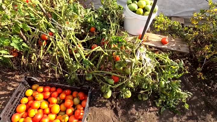Выращивание безрассадных помидоров. Практический опыт.