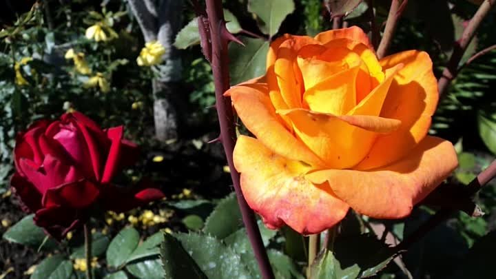Розы моего сада - От Ларисы Корытной