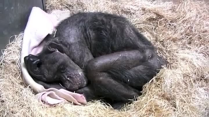 Jan van Hooff visits chimpanzee Mama, 59 yrs old and very sick. Emot ...