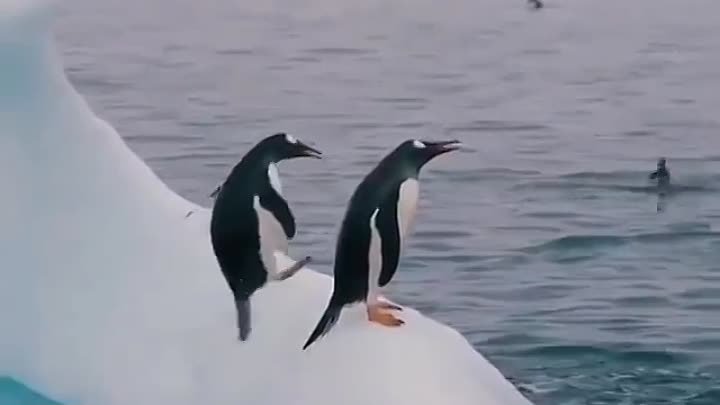 Пингвины 🐧