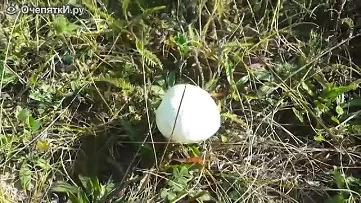Самые необычные грибы
