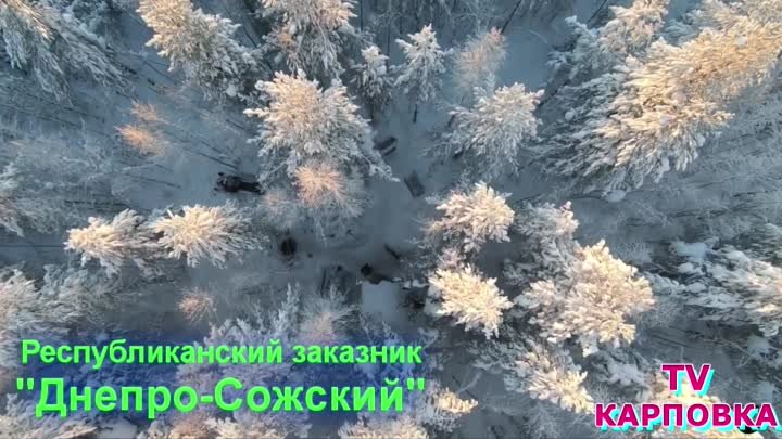 Новый год