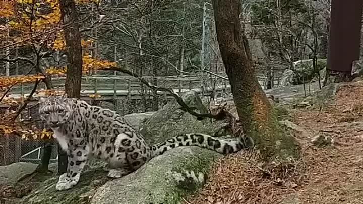 Снежный барс, ирбис или снежный леопард