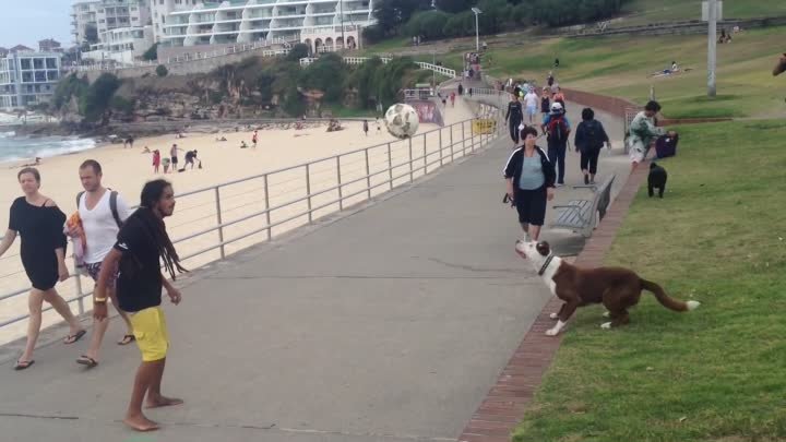 Brazilian soccer dog